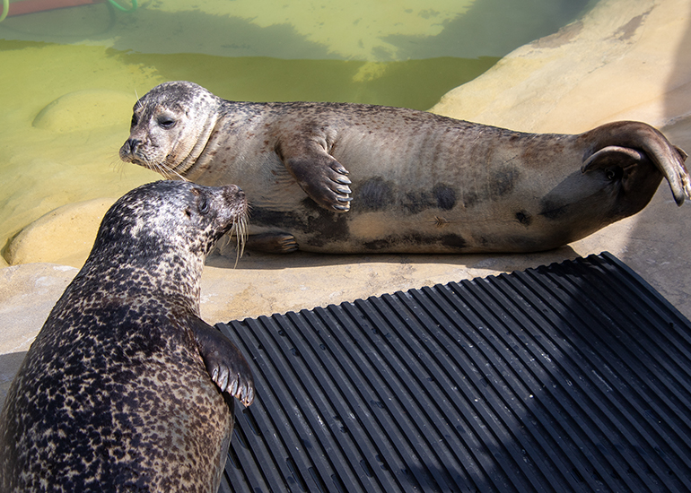 Common Seals