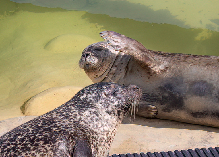 Common Seals