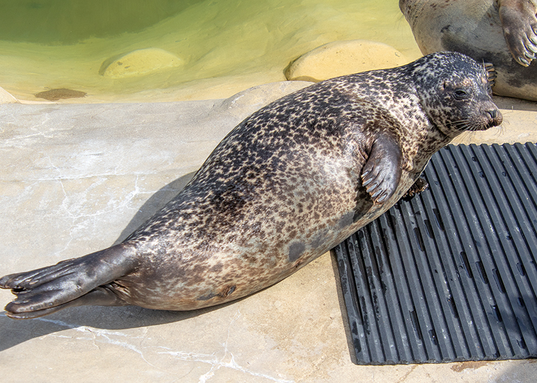 Common Seals