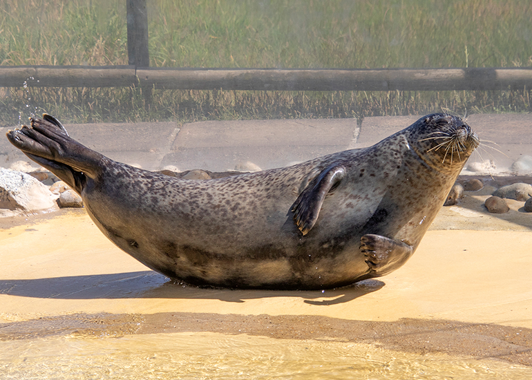 Common Seals