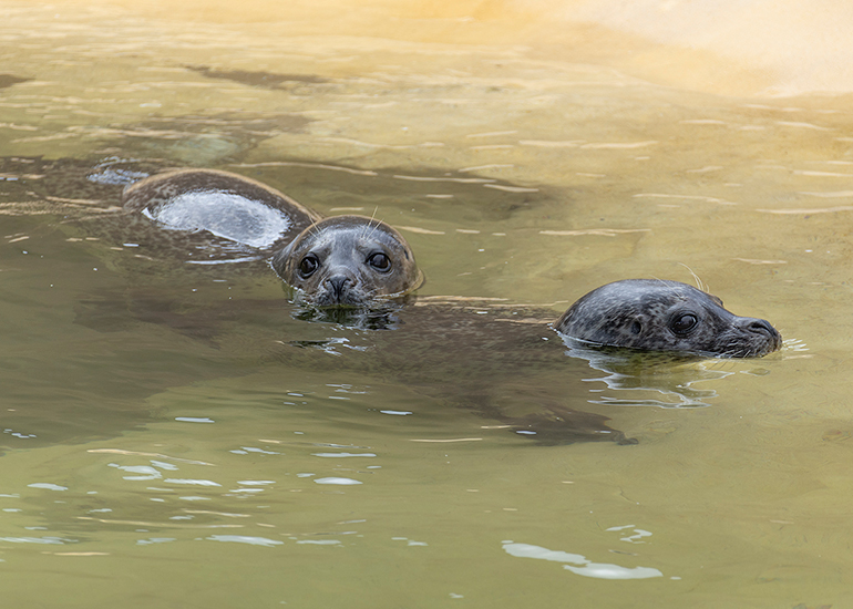 Common Seals