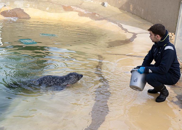Common Seals
