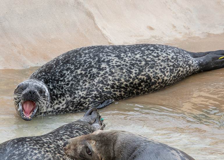 Common Seals