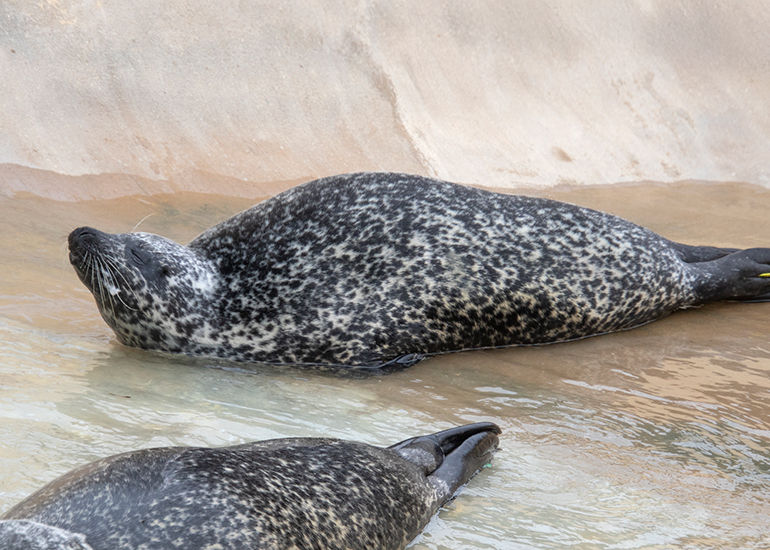 Common Seals
