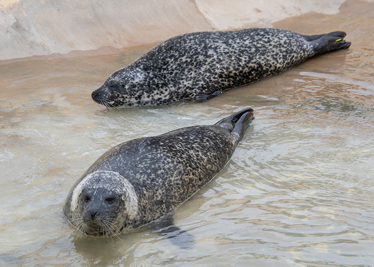 Common Seals