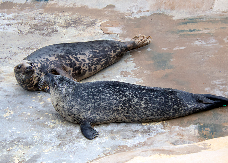 Common Seals