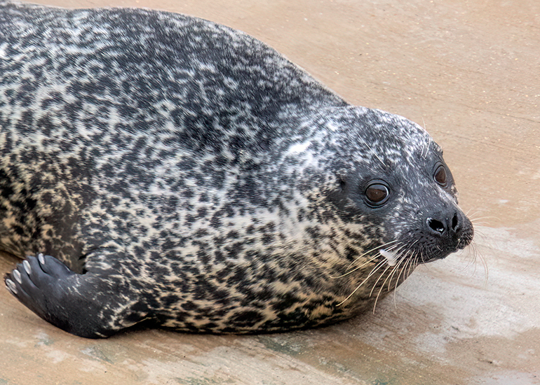 Common Seals