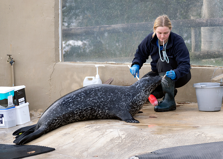 Common Seals