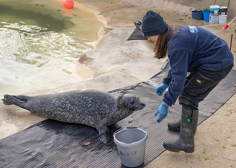 Common Seals