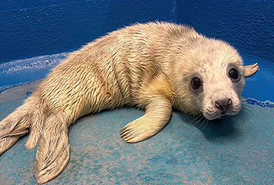 Cream Puff - Photo Credit - Heather - Animal Care Team