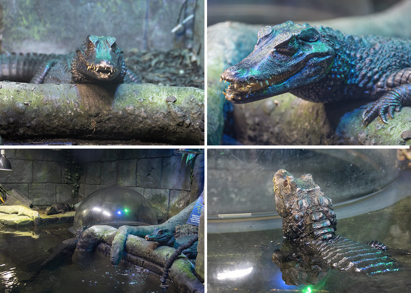 Cuviers Dwarf Caimen Crocodiles