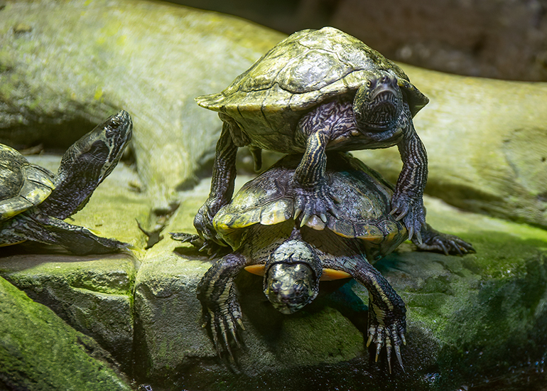 Hunstanton Sea Life - Aquarium
