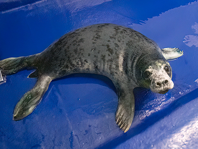 Custard - 16th  October 2025