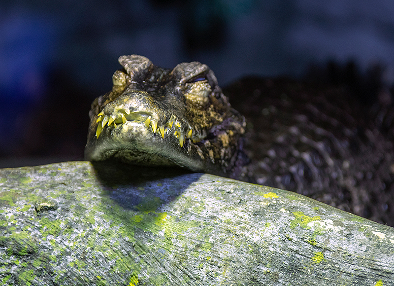Cuvier's Dwarf Caimen Crocodile