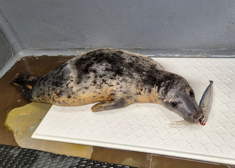 Dung Beetle - 3rd February 2025