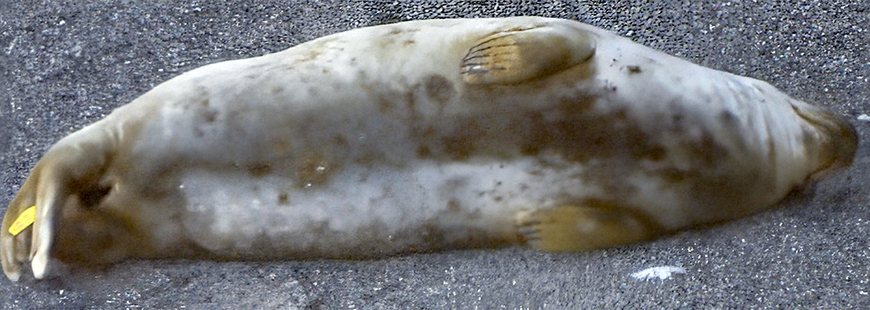 Photo Credit : Seal Research Trust volunteers