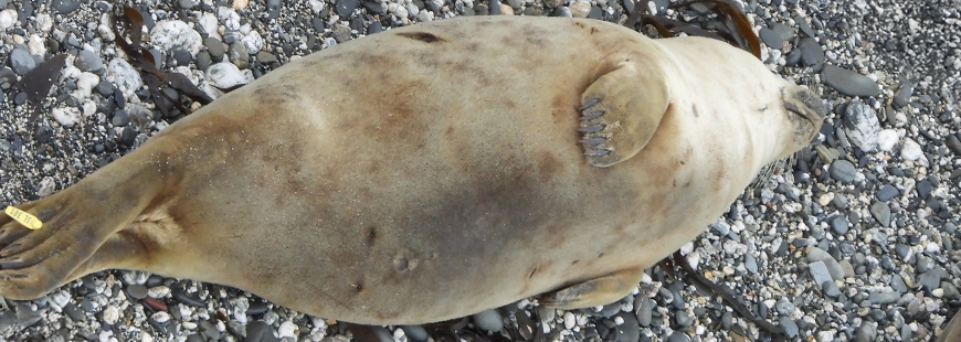 Photo Credit : Sue Sayer MBE - Cornwall Seal Group Research Trust