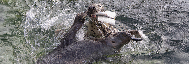 Feeding
