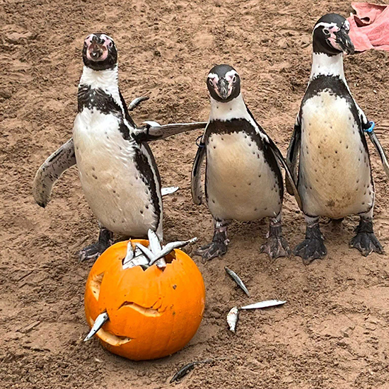 Fin-tastic Halloween