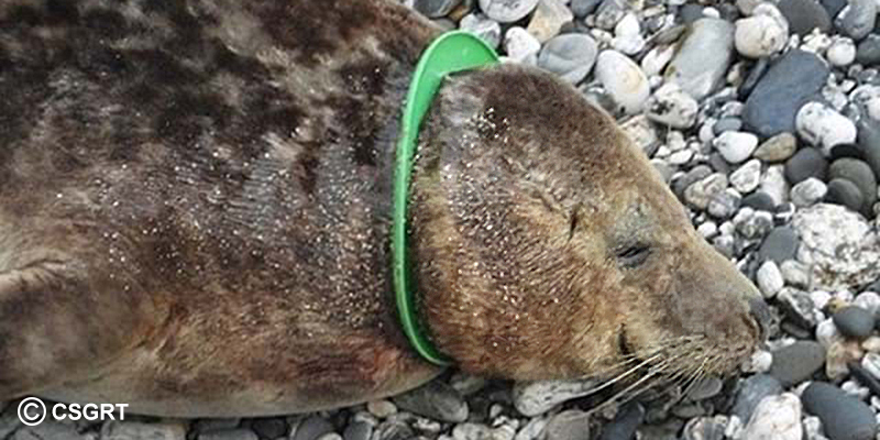 Photo Credit - Seal Research Trust