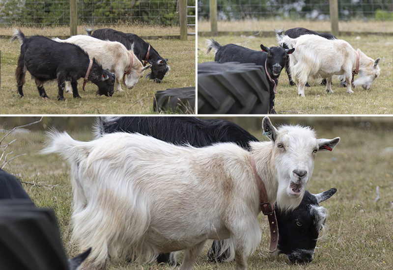 Goats