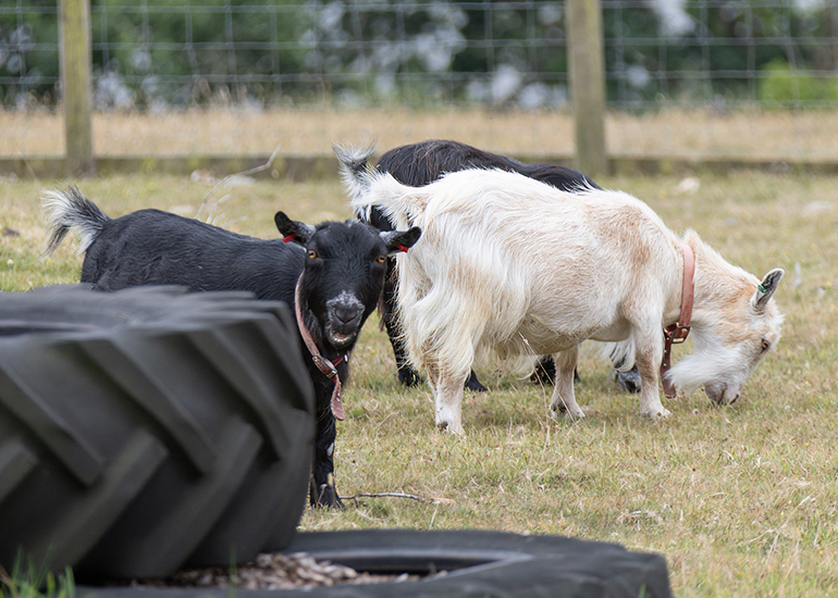 Goats
