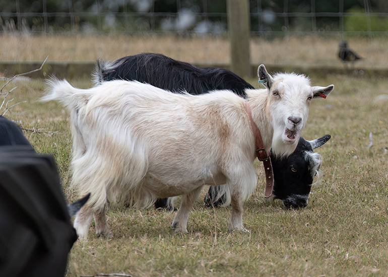 Goats