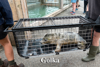 Golka - 29th September 2026