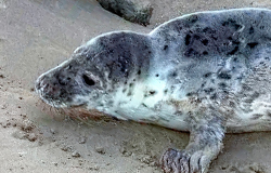 Granita - Photo Credit - Lizzi Larbalestier - BDMLR