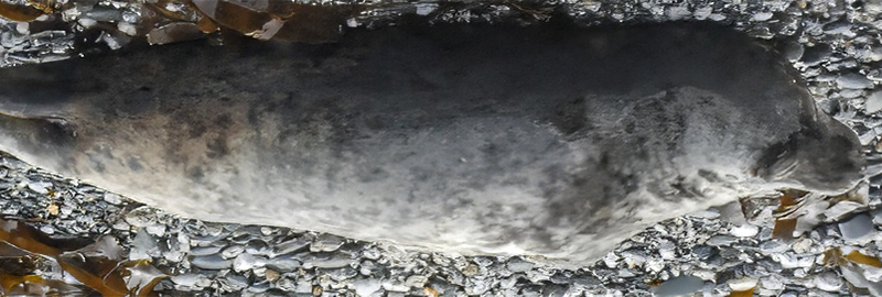 Grapefruit - 28th April 2025 - Photo Credit - Sue Sayer MBE and Kate Hockley - Cornwall Seal Group Research Trust