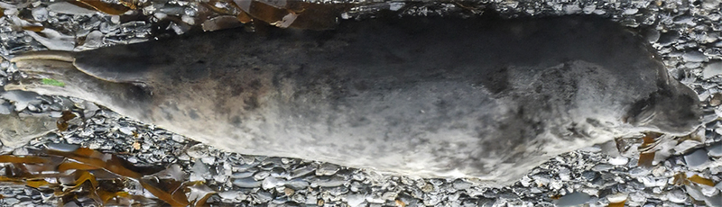 Photo Credit : Cornwall Seal Group Research Trust