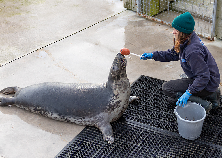 Grey Seals