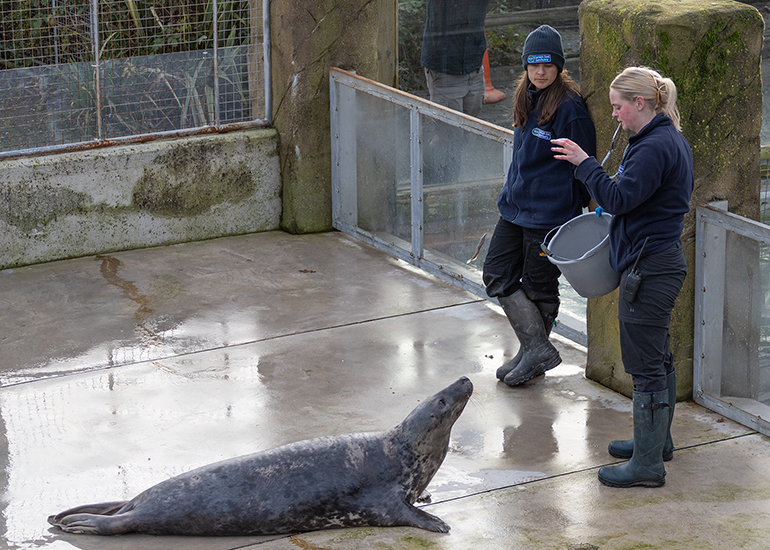 Grey Seals