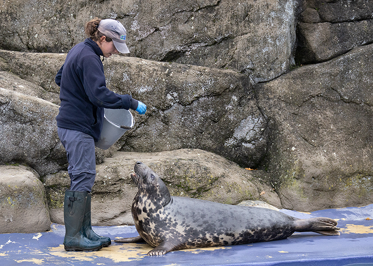 Grey Seals