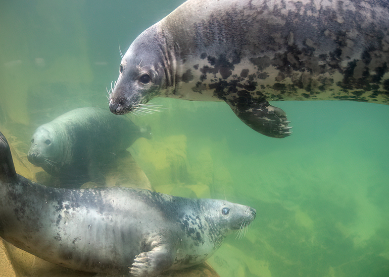 Grey Seals