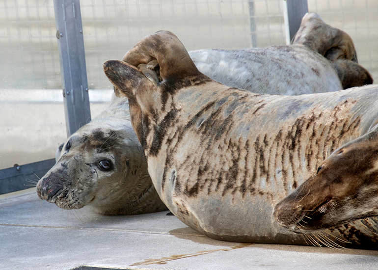 Grey Seals