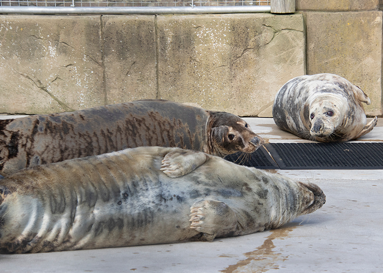 Grey Seals