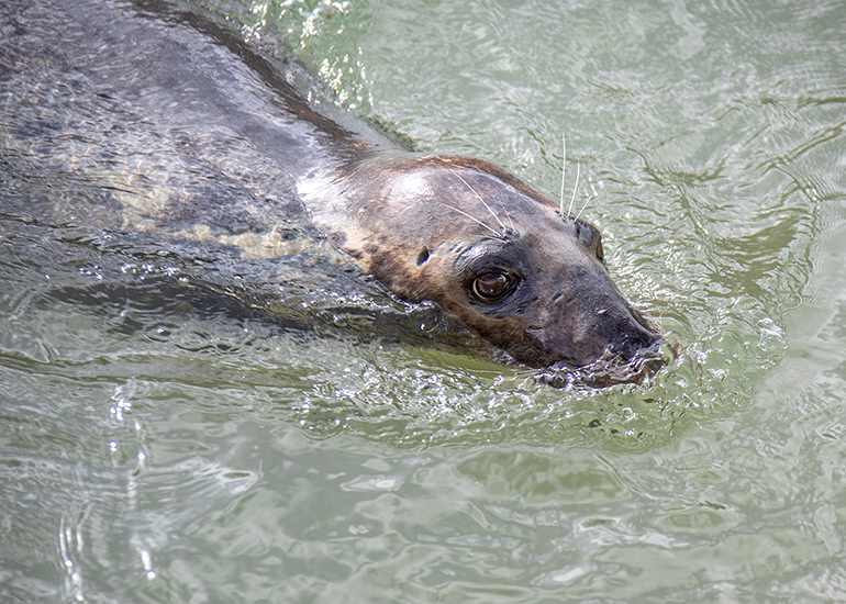 Grey Seals