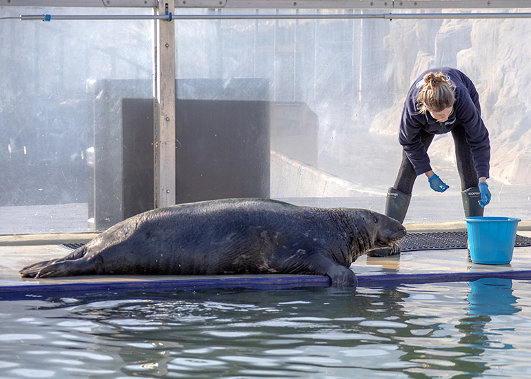 Grey Seals