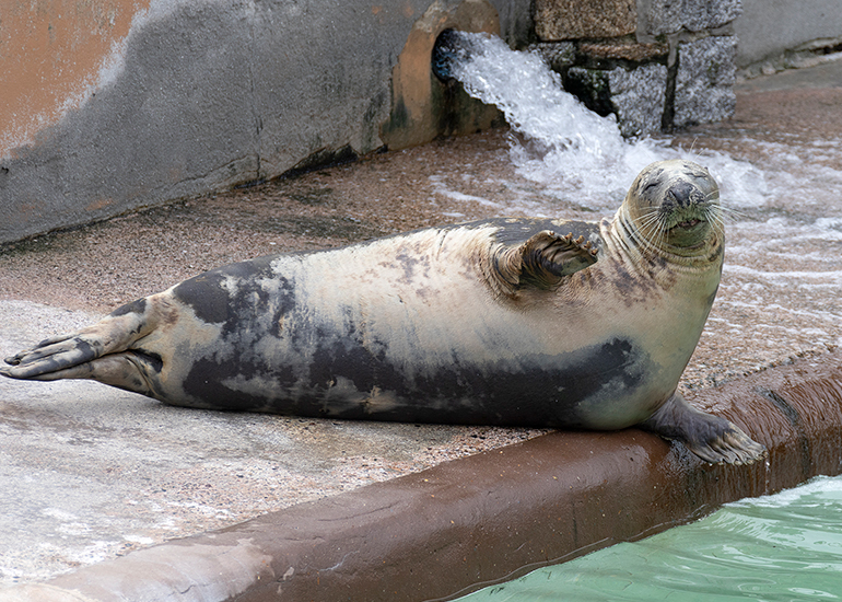 Grey Seals