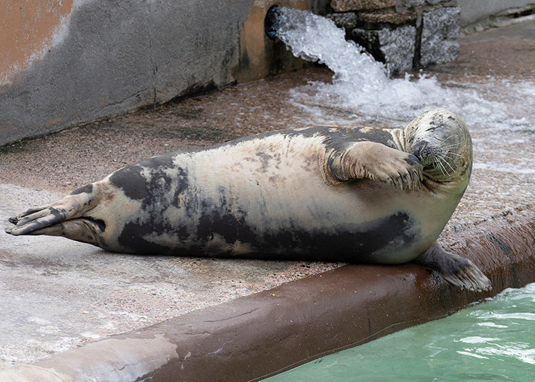 Grey Seals