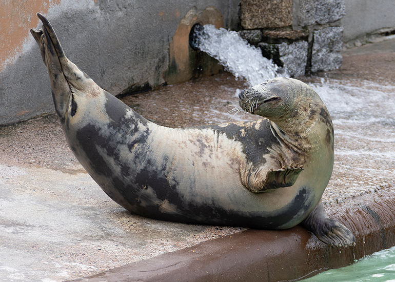 Grey Seals