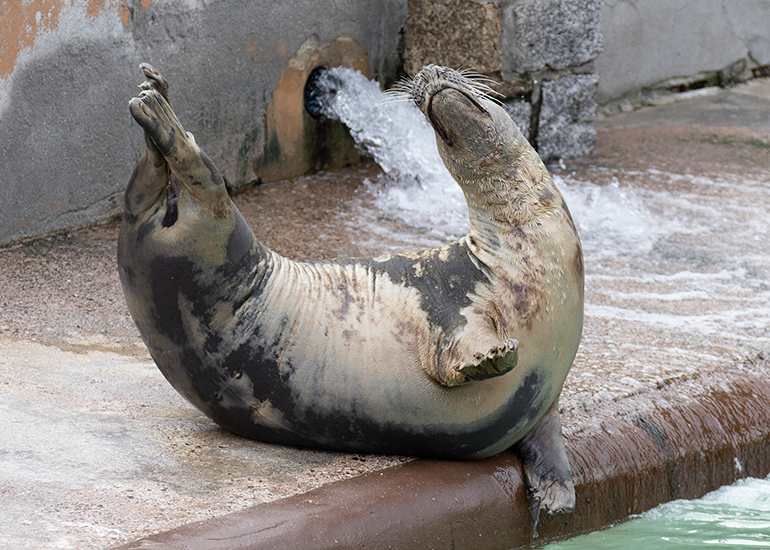 Grey Seals