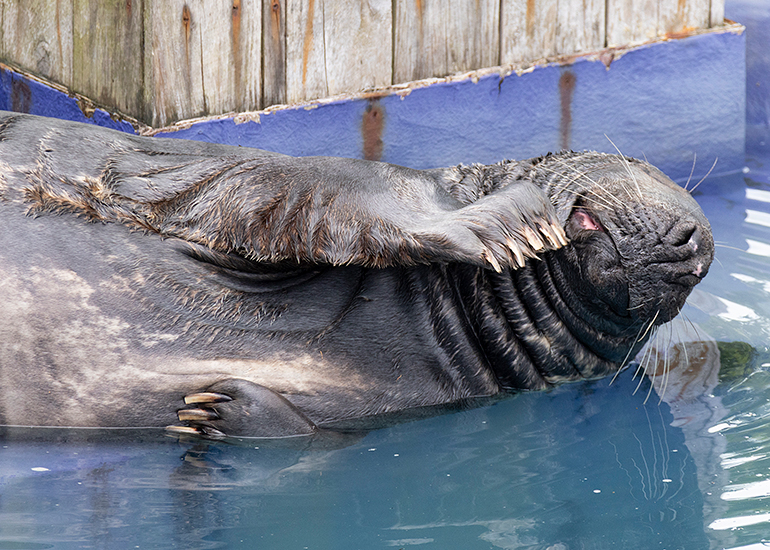 Grey Seals