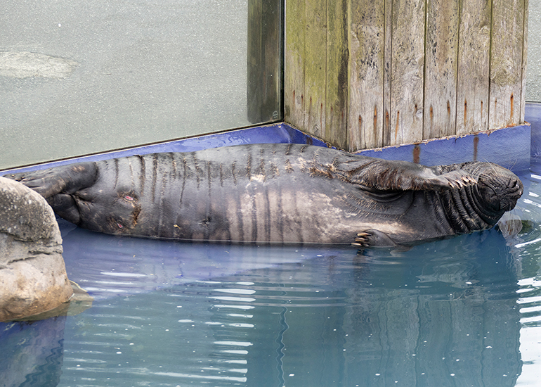 Grey Seals