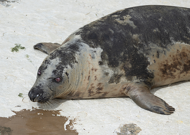 Grey Seals