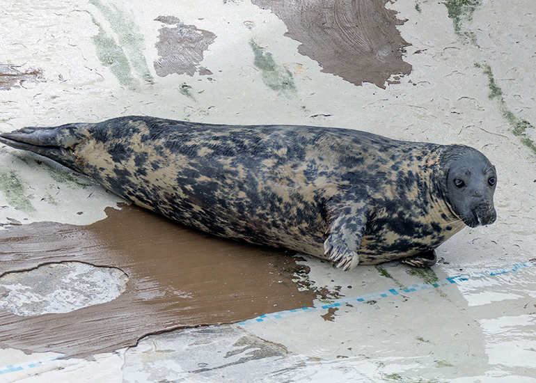 Grey Seals