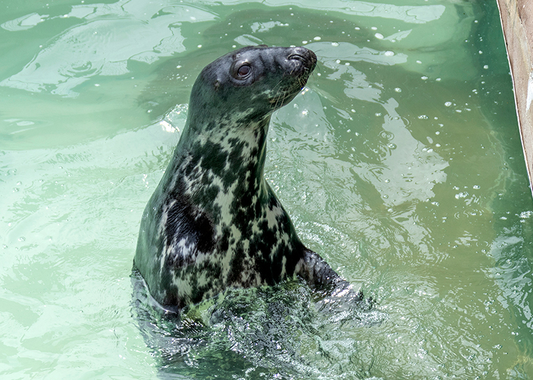 Grey Seals