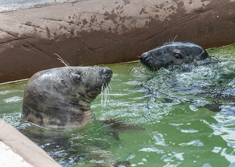 Grey Seals