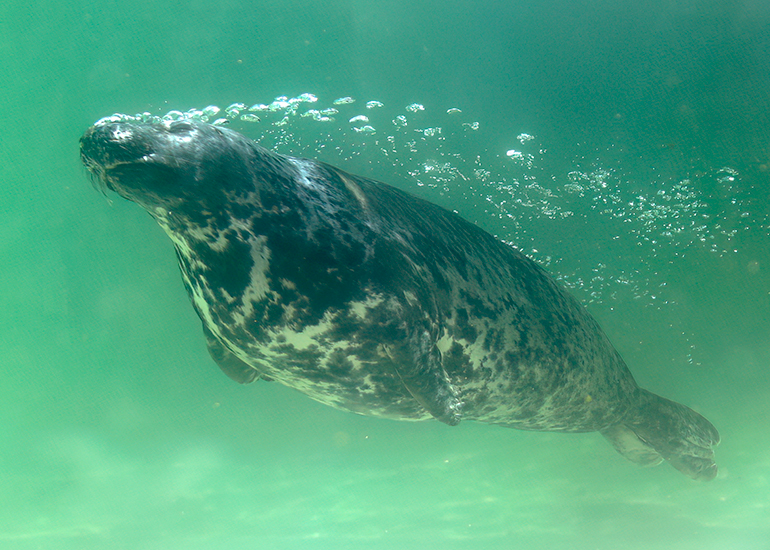 Grey Seals